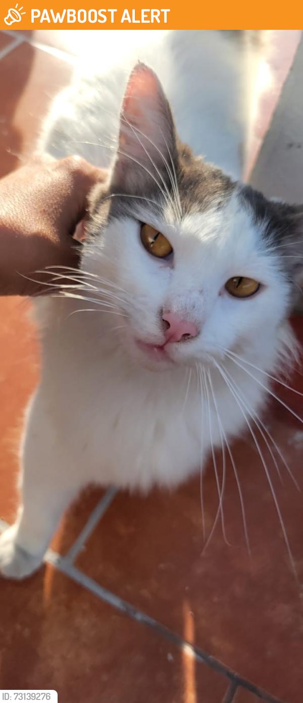 Found/Stray Unknown Cat last seen San Pedrito Peñuelas, Santiago de Querétaro, Qro. 76148