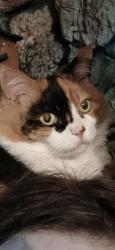Reunited Female Cat last seen Near south 2200 west Taylorsville, Salt Lake City, UT 84129