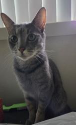 Reunited Male Cat last seen 104th ave, Portland, OR 97220