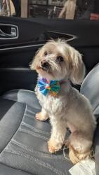 Reunited Female Dog last seen Venetian pool, Coral Gables, FL 33134