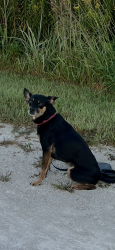 Lost Male Dog last seen Higgens and Scott Road near the O’Hare Kiss n’ Fly, Rosemont, IL 60018