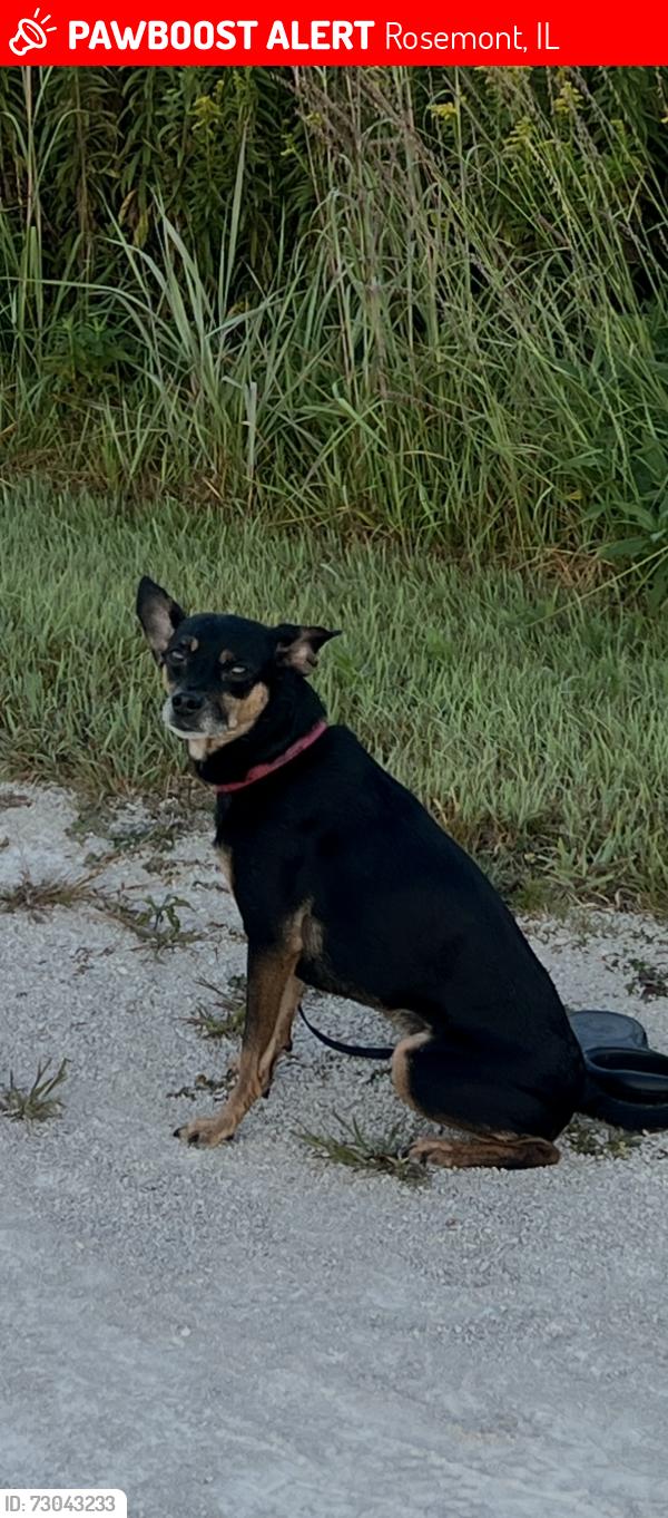 Lost Male Dog last seen Higgens and Scott Road near the O’Hare Kiss n’ Fly, Rosemont, IL 60018