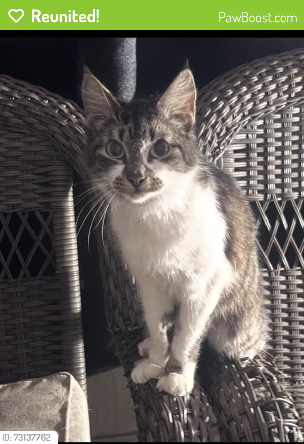 Reunited Female Cat last seen Forest peak, San Antonio, TX 78232