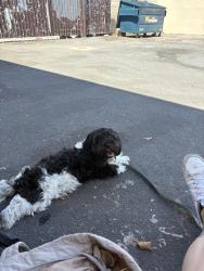 Lost Male Dog last seen yockey and garden grove, Garden Grove, CA 92844