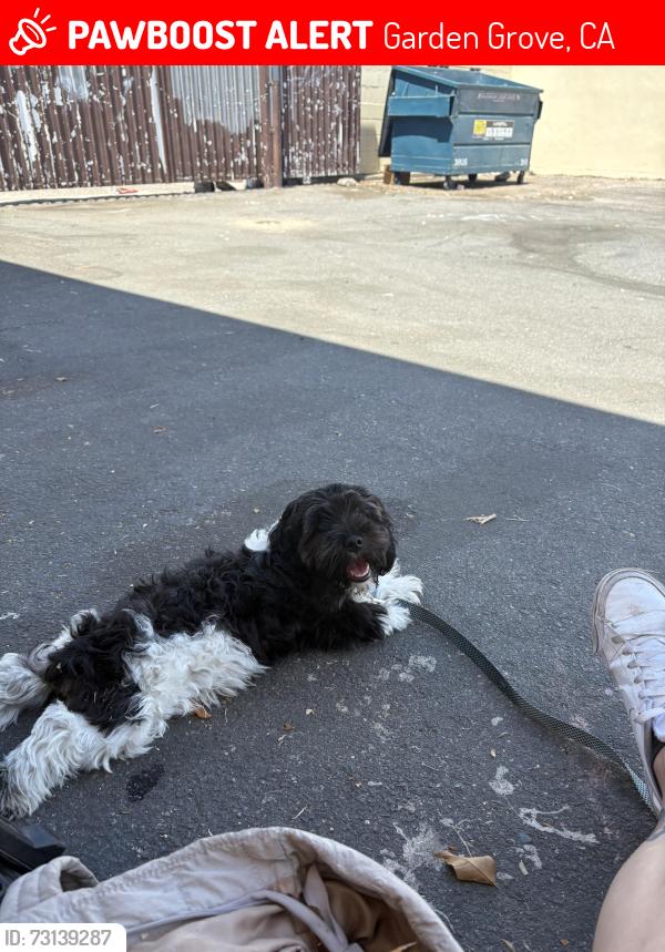 Lost Male Dog last seen yockey and garden grove, Garden Grove, CA 92844