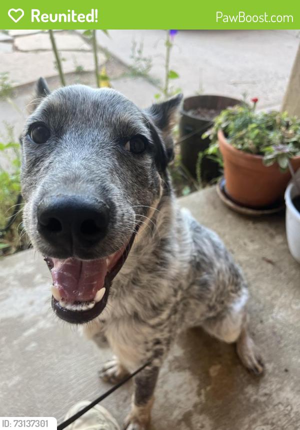 Reunited Male Dog last seen General stillwell st ne, Albuquerque, NM 87111