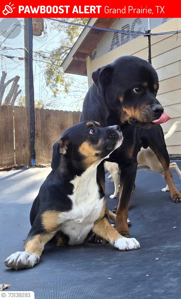 Lost Male Dog last seen Near Ash St, Grand Prairie, TX 75050