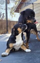 Lost Male Dog last seen Near Ash St, Grand Prairie, TX 75050