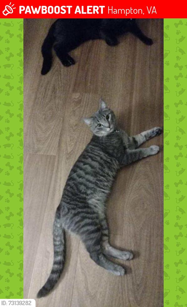 Lost Male Cat last seen Near hardy cash road studio 6 hotel Hampton va, Hampton, VA 23666