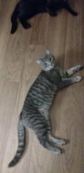 Lost Male Cat last seen Near hardy cash road studio 6 hotel Hampton va, Hampton, VA 23666