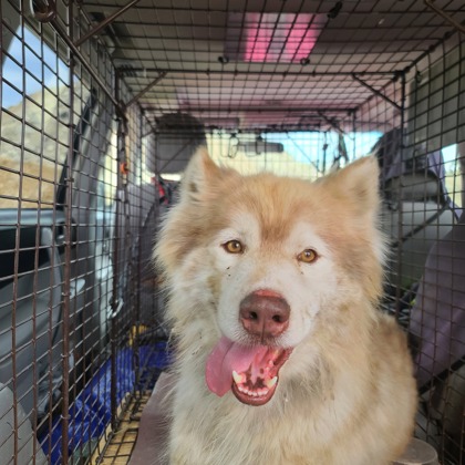 Shelter Stray Male Dog last seen White Rock Rd, Rancho Cordova, CA, 6201 Florin Perkins Rd, Sacramento, CA 95828, USA