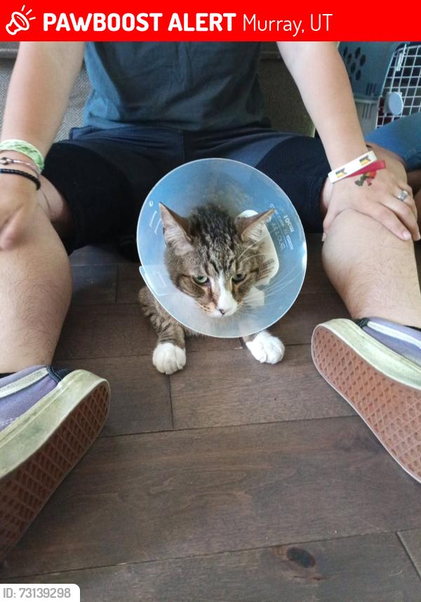 Lost Male Cat last seen Near S lucky clover ln, Murray, UT 84123