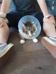 Lost Male Cat last seen Near S lucky clover ln, Murray, UT 84123