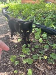 Shelter Stray Unknown Cat last seen Near blk. Riva Rd., Madison 20, City of, WI, 5132 Voges Rd, Madison, WI 53718, USA
