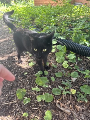 Shelter Stray Unknown Cat last seen Near blk. Riva Rd., Madison 20, City of, WI, 5132 Voges Rd, Madison, WI 53718, USA