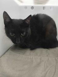 Shelter Stray Male Cat last seen Near Seaton Way, Sevier County ACO, TN, 1008 Old Knoxville Hwy, Sevierville, TN 37862, USA