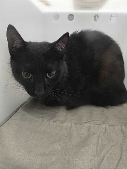 Shelter Stray Male Cat last seen Near Seaton Way, Sevier County ACO, TN, 1008 Old Knoxville Hwy, Sevierville, TN 37862, USA