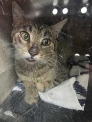 Shelter Stray Male Cat last seen Near Norlil rd, Sevier County ACO, TN, 1008 Old Knoxville Hwy, Sevierville, TN 37862, USA