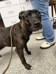 Shelter Stray Unknown Dog last seen Craven Pamlico Library on Johnson, New Bern City Limits, NC, 1639 Old Airport Rd, New Bern, NC 28562, USA