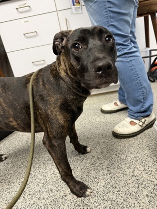 Shelter Stray Unknown Dog last seen Craven Pamlico Library on Johnson, New Bern City Limits, NC, 1639 Old Airport Rd, New Bern, NC 28562, USA