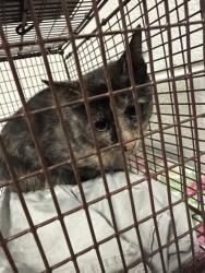 Shelter Stray Female Cat last seen western heights, City of Knoxville GP, TN, 3201 Division St, Knoxville, TN 37919, USA