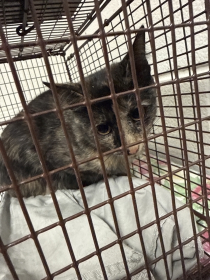 Shelter Stray Female Cat last seen western heights, City of Knoxville GP, TN, 3201 Division St, Knoxville, TN 37919, USA