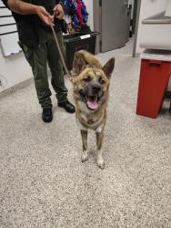 Shelter Stray Male Dog last seen Lake St., County/Unicorporated, NC, 1491 Business Park Ct, Gastonia, NC 28052, USA