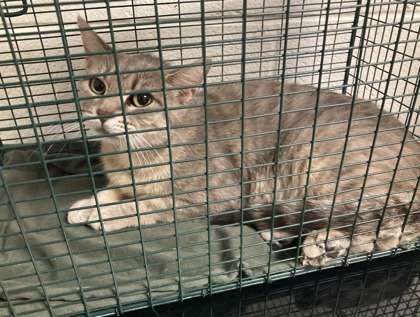 Shelter Stray Unknown Cat last seen Near block of Knoxville College Dr, City of Knoxville GP, TN, 3201 Division St, Knoxville, TN 37919, USA