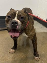 Shelter Stray Male Dog last seen Near Oakfield, 4th District, OH, 9203 Detroit Ave, Cleveland, OH 44102, USA