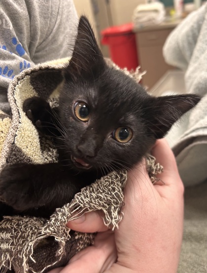 Shelter Stray Female Cat last seen 141st St/Shelbourne Rd, Carmel City, IN, 10501 Hague Rd, Fishers, IN 46038, USA