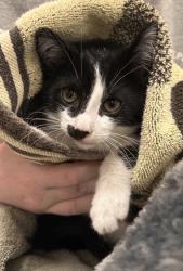 Shelter Stray Male Cat last seen 141st St/Shelbourne Rd, Carmel City, IN, 10501 Hague Rd, Fishers, IN 46038, USA