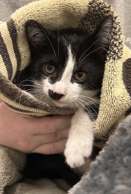 Shelter Stray Male Cat last seen 141st St/Shelbourne Rd, Carmel City, IN, 10501 Hague Rd, Fishers, IN 46038, USA