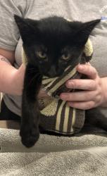 Shelter Stray Male Cat last seen 141st St/Shelbourne Rd, Carmel City, IN, 10501 Hague Rd, Fishers, IN 46038, USA