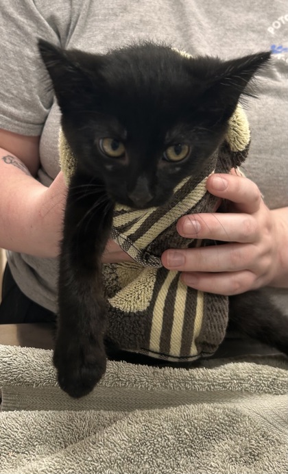 Shelter Stray Male Cat last seen 141st St/Shelbourne Rd, Carmel City, IN, 10501 Hague Rd, Fishers, IN 46038, USA