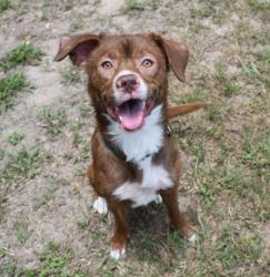 Shelter Stray Male Dog last seen Grover Cleveland near the Park Way, Lecanto, FL, 4030 S Airport Rd, Inverness, FL 34450, USA