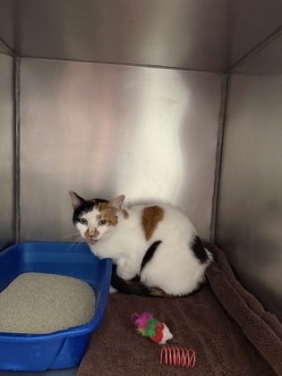 Shelter Stray Unknown Cat last seen 141st St/Cumberland Rd, Fishers City, IN, 10501 Hague Rd, Fishers, IN 46038, USA
