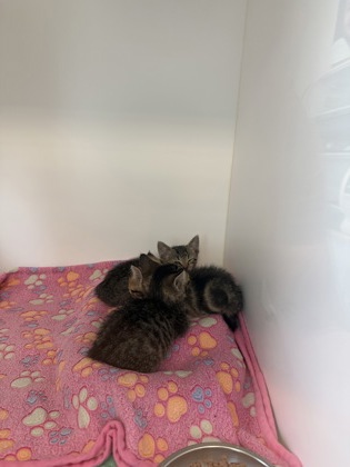 Shelter Stray Male Cat last seen N 10th St/Grant St, Noblesville City, IN, 10501 Hague Rd, Fishers, IN 46038, USA