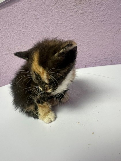 Shelter Stray Unknown Cat last seen Near Montrose Court, CITY of El Paso, TX, 5001 Fred Wilson Ave, El Paso, TX 79906, USA