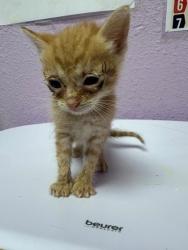 Shelter Stray Unknown Cat last seen Near Montrose Court, CITY of El Paso, TX, 5001 Fred Wilson Ave, El Paso, TX 79906, USA