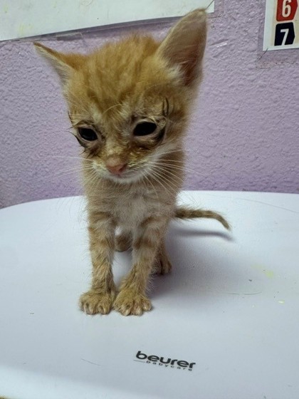 Shelter Stray Unknown Cat last seen Near Montrose Court, CITY of El Paso, TX, 5001 Fred Wilson Ave, El Paso, TX 79906, USA