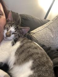 Lost Male Cat last seen North Oriole , Chicago, IL 60634