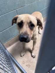 Shelter Stray Male Dog last seen 15th st & braodway, Oakland, CA, 1101 29th Ave, Oakland, CA 94601, USA
