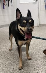 Shelter Stray Female Dog last seen Near E 117th Street, 64134, MO, 7077 Elmwood Ave, Kansas City, MO 64132, USA