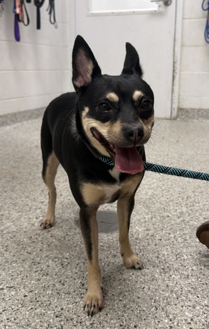 Shelter Stray Female Dog last seen Near E 117th Street, 64134, MO, 7077 Elmwood Ave, Kansas City, MO 64132, USA