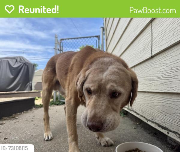 Reunited Male Dog last seen Keefe and 97th Pl, Milwaukee, WI 53222