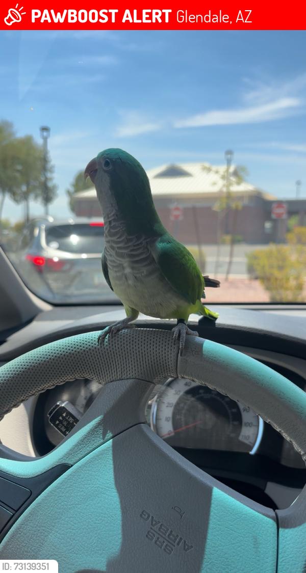 Lost Female Bird last seen 75th and deer valley, Glendale, AZ 85310