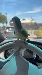 Lost Female Bird last seen 75th and deer valley, Glendale, AZ 85310