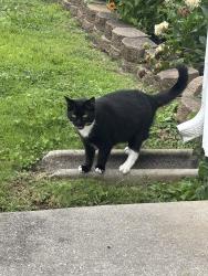Found/Stray Unknown Cat last seen Canton Hollow road and Woody road, Knoxville, TN 37934