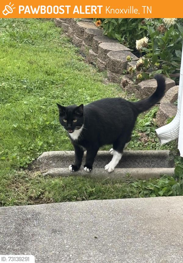 Found/Stray Unknown Cat last seen Canton Hollow road and Woody road, Knoxville, TN 37934