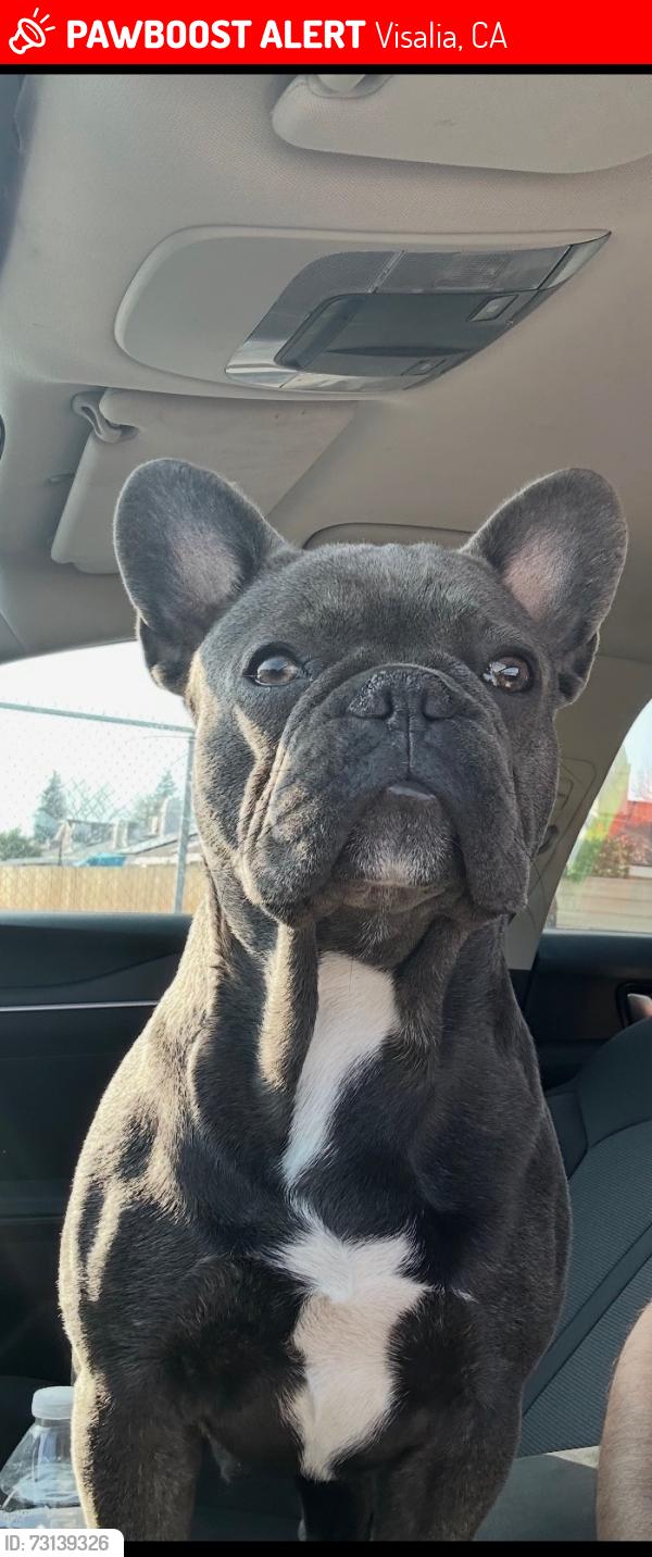 Lost Male Dog last seen Near Pérez, Roeben., Visalia, CA 93291